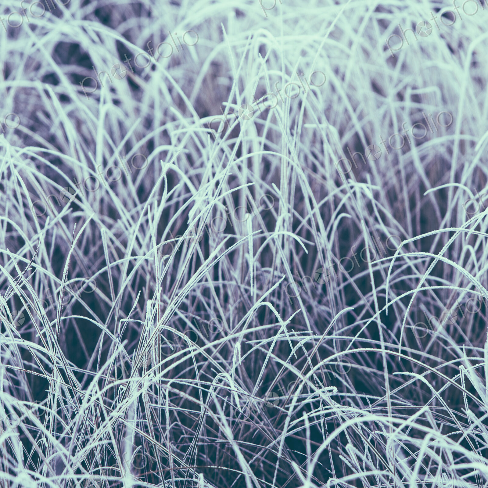 Frost covered grasses in a meadow in Mount Rainier national park.