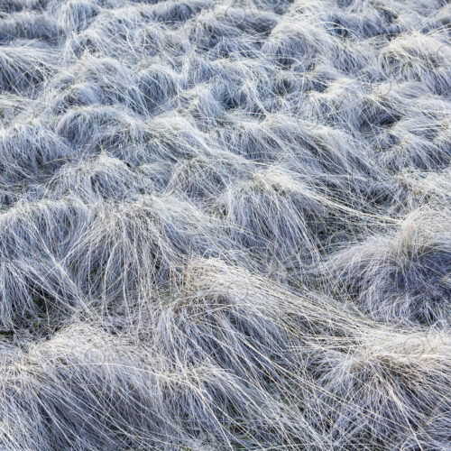 Frost covered wild grasses in the John Day Fossil Beds in Oregon. White covering on… Frost covered wild grasses in the John Day Fossil Beds in Oregon. White covering on…