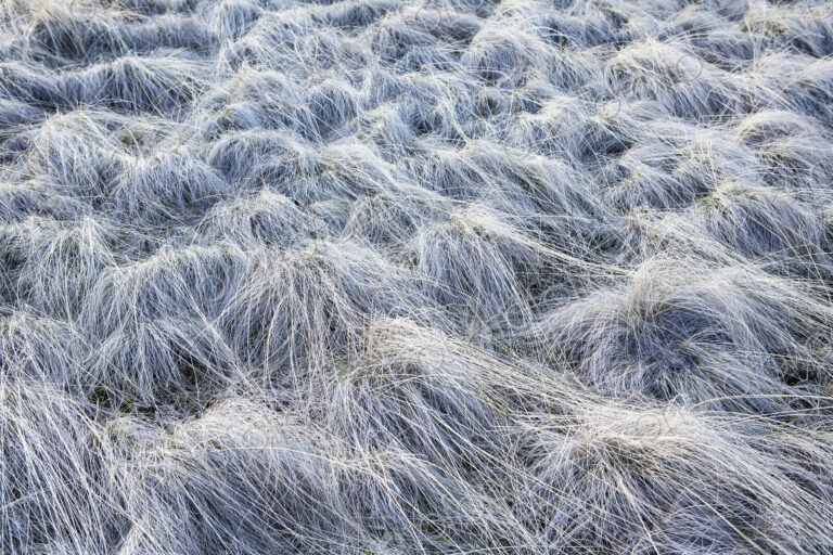 Frost covered wild grasses in the John Day Fossil Beds in Oregon. White covering on…