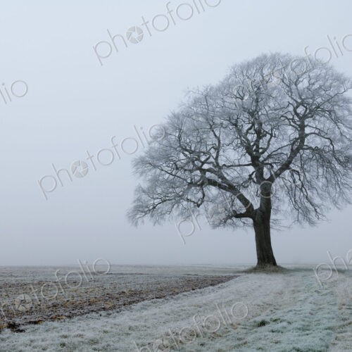 Frost on the land and a beech tree in winter.