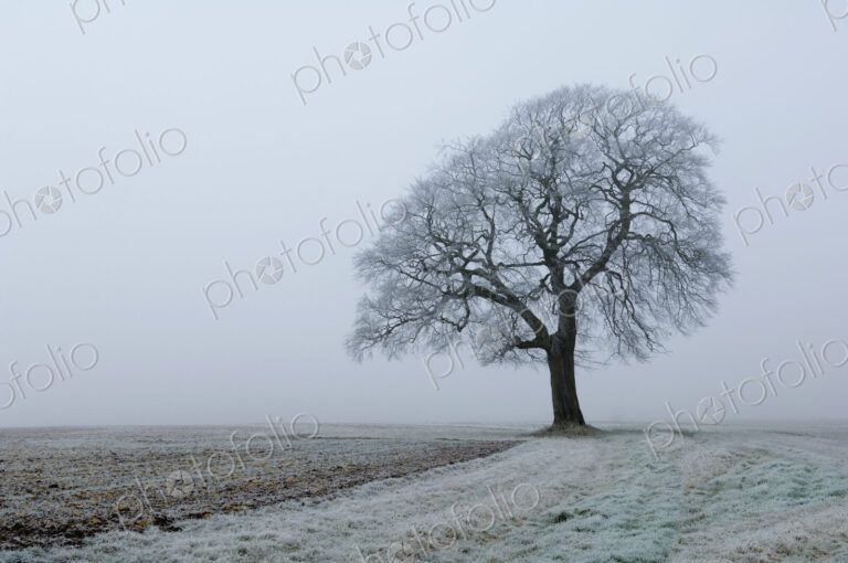 Frost on the land and a beech tree in winter.