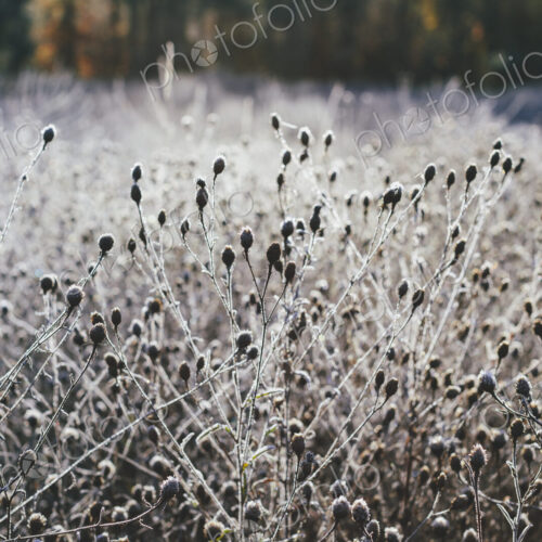Frosty meadow of wildflowers and grasses in fall