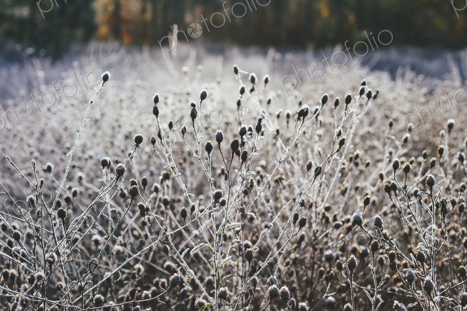 Frosty meadow of wildflowers and grasses in fall