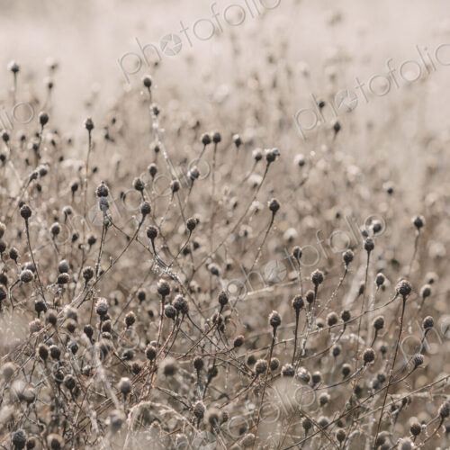 Frosty meadow of wildflowers and grasses in fall