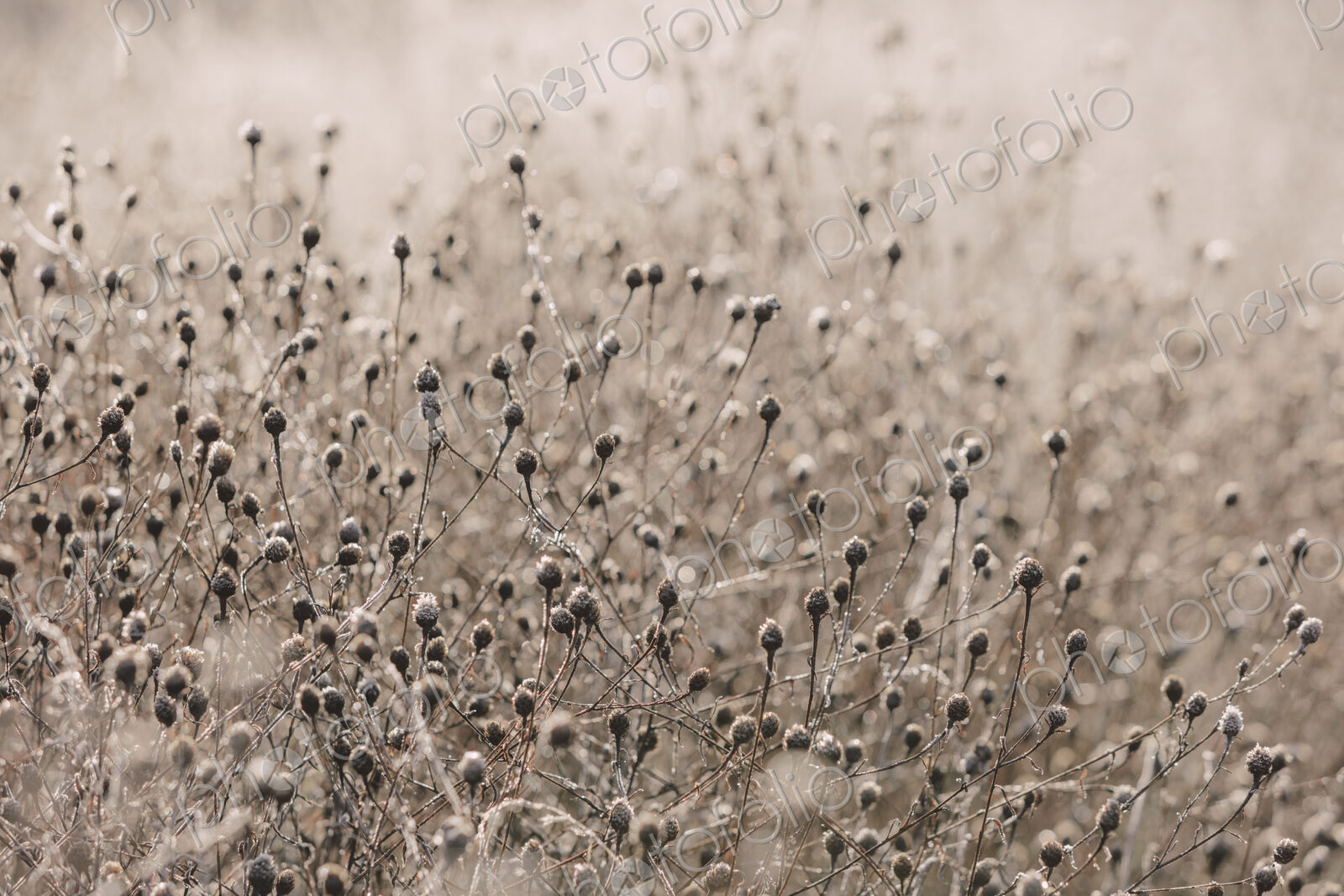 Frosty meadow of wildflowers and grasses in fall