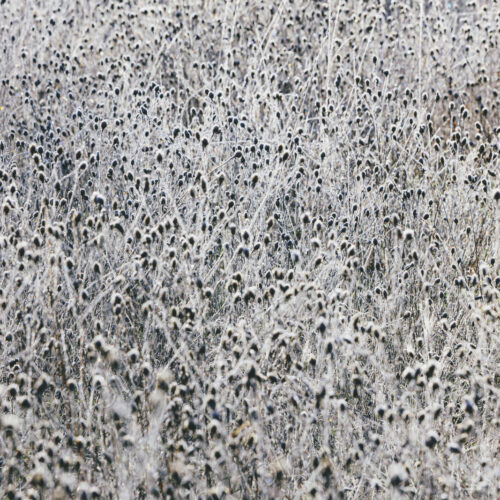 Frosty meadow of wildflowers and grasses in fall