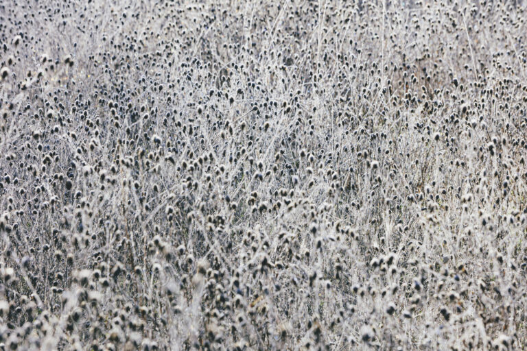 Frosty meadow of wildflowers and grasses in fall