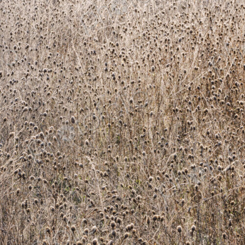 Frosty meadow of wildflowers and grasses in fall