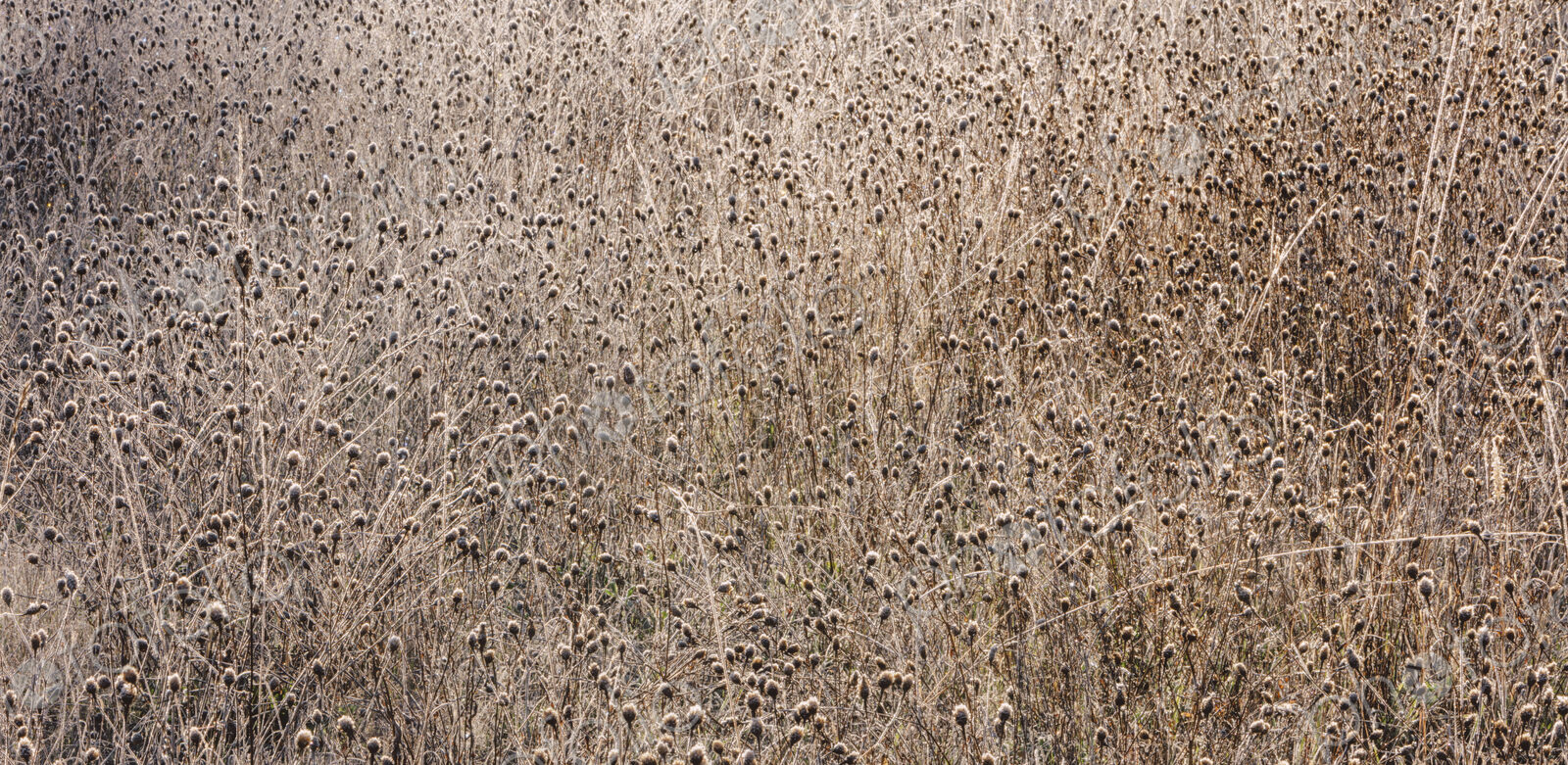 Frosty meadow of wildflowers and grasses in fall