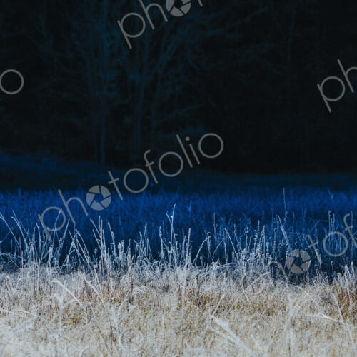 Frosty meadow of wildflowers and grasses in fall