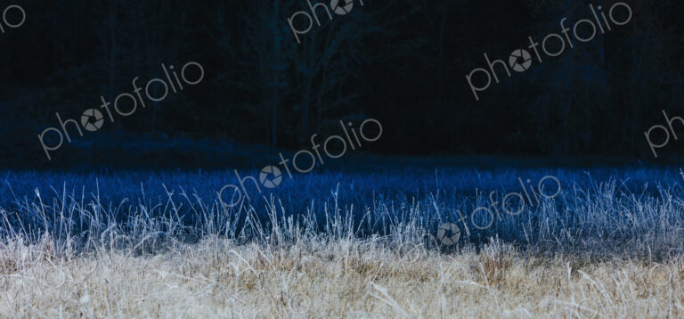Frosty meadow of wildflowers and grasses in fall