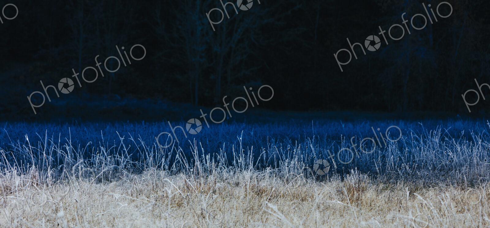 Frosty meadow of wildflowers and grasses in fall