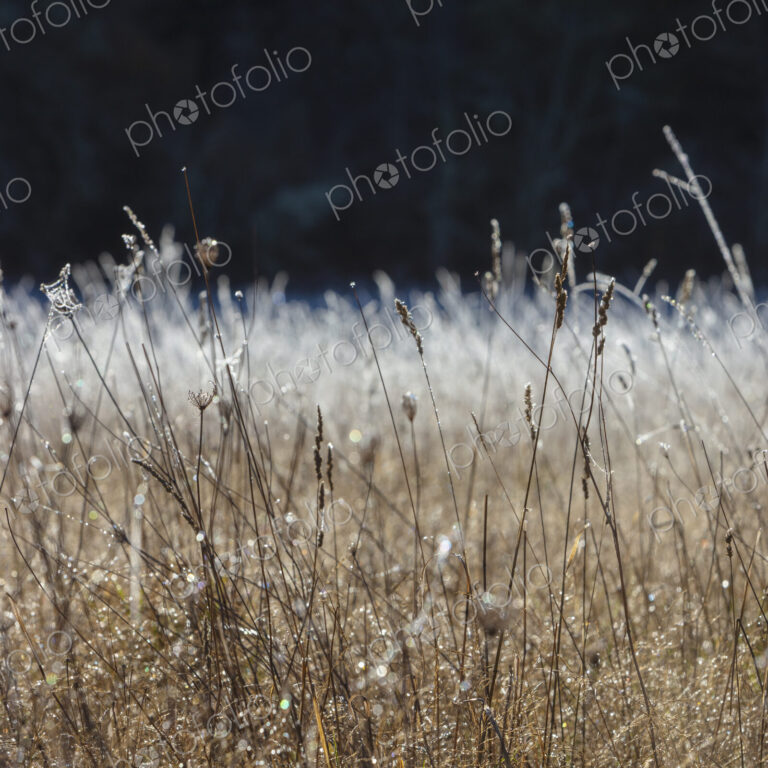 Frosty meadow of wildflowers and grasses in fall