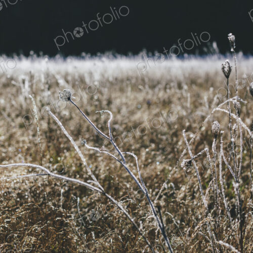 Frosty meadow of wildflowers and grasses in fall, surface view