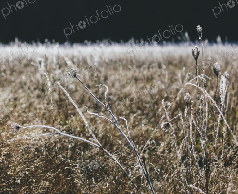 Frosty meadow of wildflowers and grasses in fall, surface view
