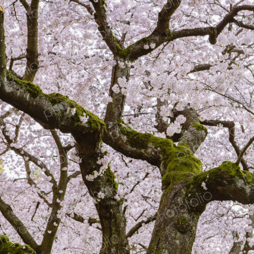 Frothy pink cherry blossom on cherry trees in spring in Washington state, USA Frothy pink cherry blossom on cherry trees in spring in Washington state, USA