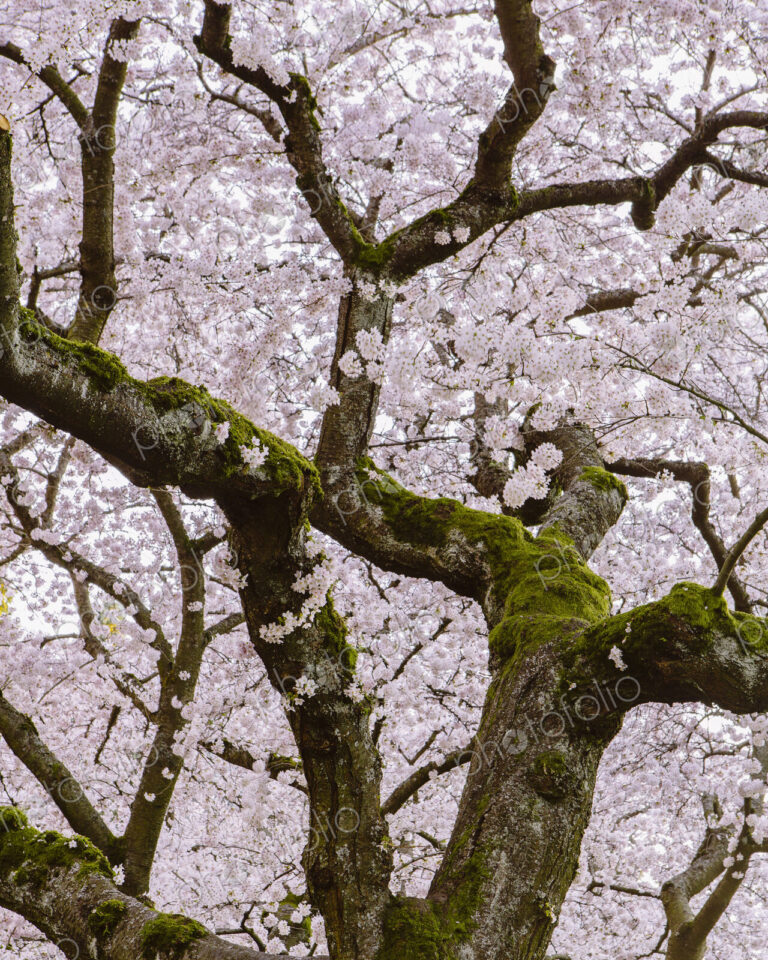 Frothy pink cherry blossom on cherry trees in spring in Washington state, USA