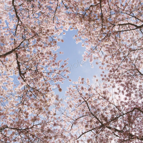Frothy pink cherry blossom on cherry trees in spring in Washington state viewed from… Frothy pink cherry blossom on cherry trees in spring in Washington state viewed from…