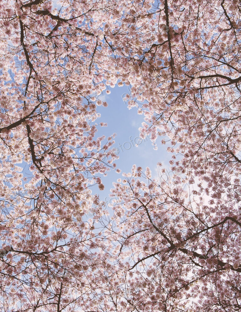 Frothy pink cherry blossom on cherry trees in spring in Washington state viewed from…