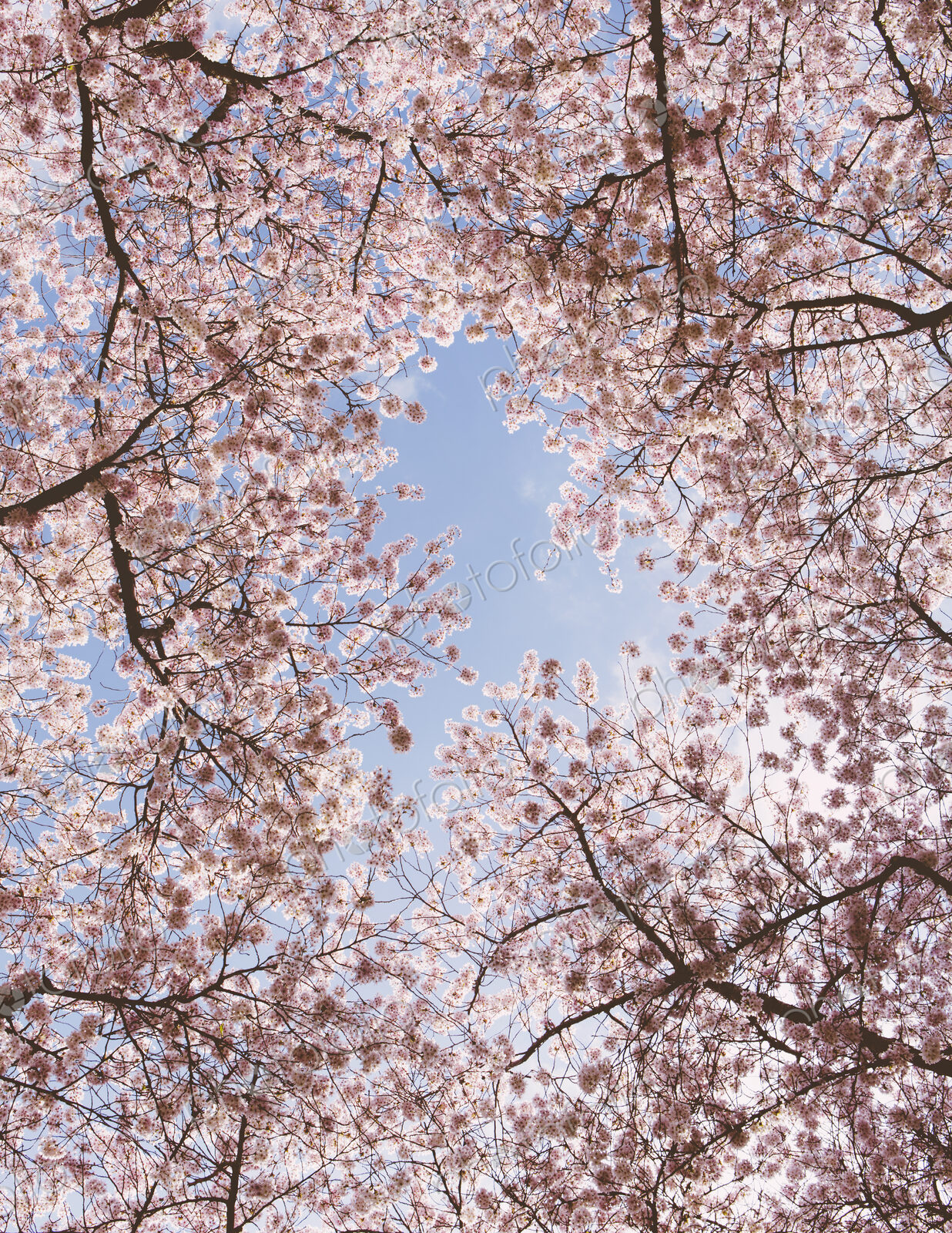 Frothy pink cherry blossom on cherry trees in spring in Washington state viewed from…