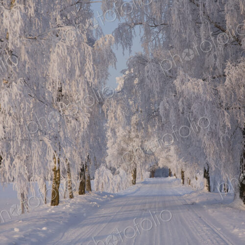 Frozen Path Through Trees Frozen Path Through Trees