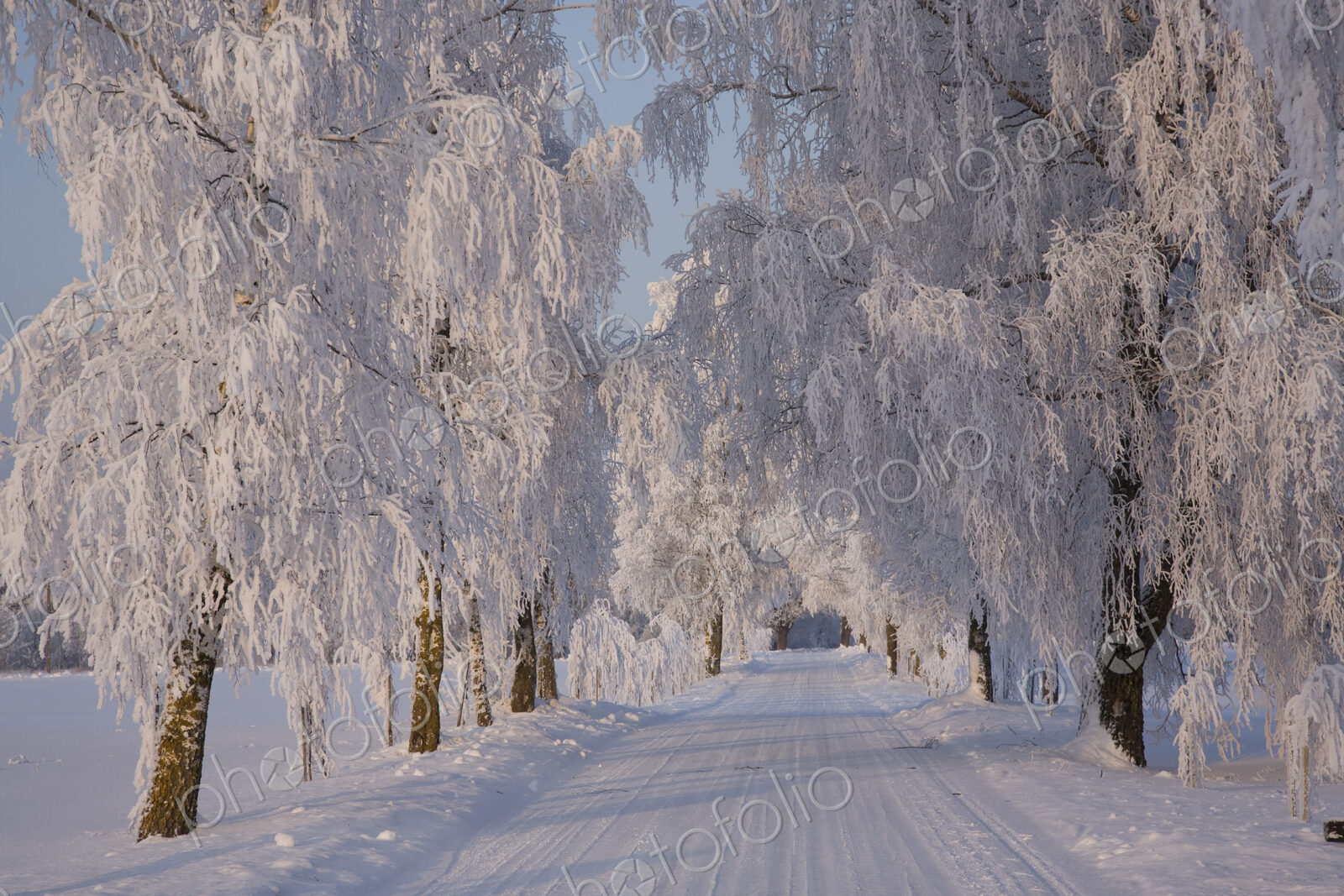 Frozen Path Through Trees