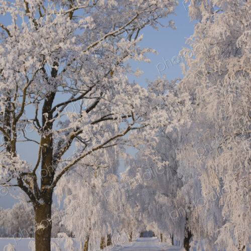Frozen Path Through Trees Frozen Path Through Trees