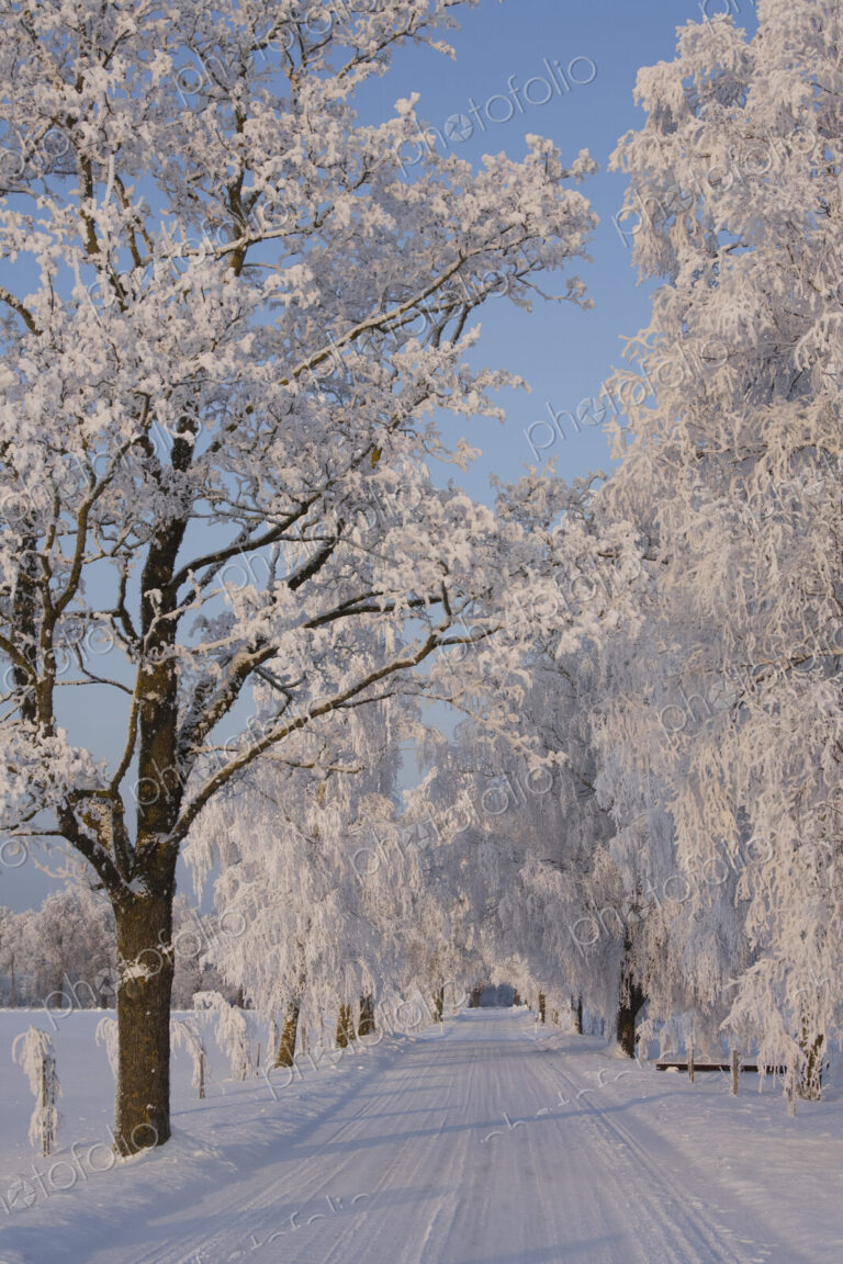 Frozen Path Through Trees