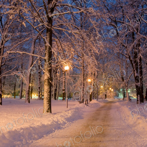 Frozen Path Through Trees Frozen Path Through Trees
