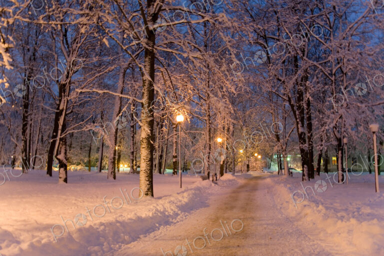 Frozen Path Through Trees