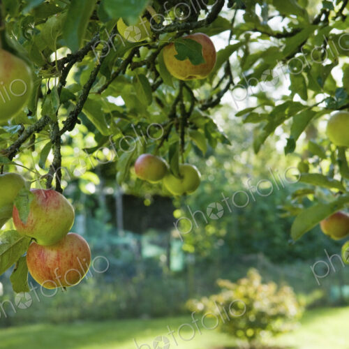 Fruit hanging from a bough on an apple tree. Fruit hanging from a bough on an apple tree.