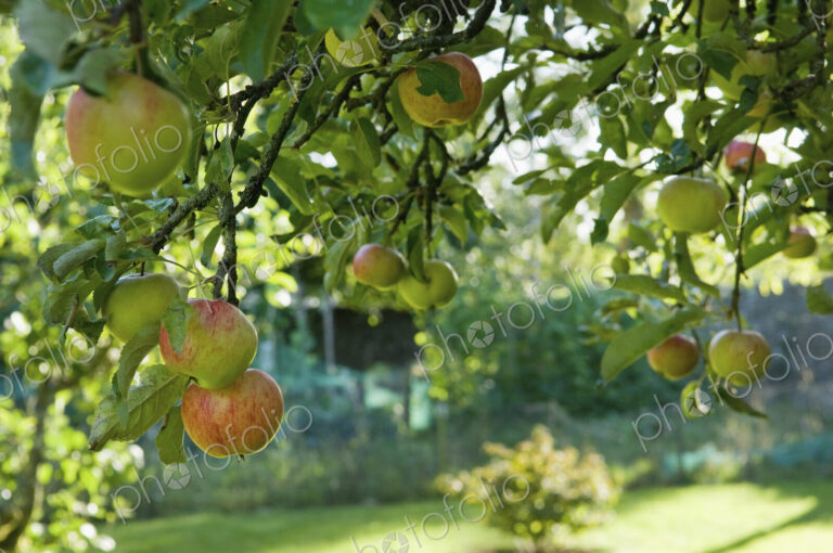 Fruit hanging from a bough on an apple tree.