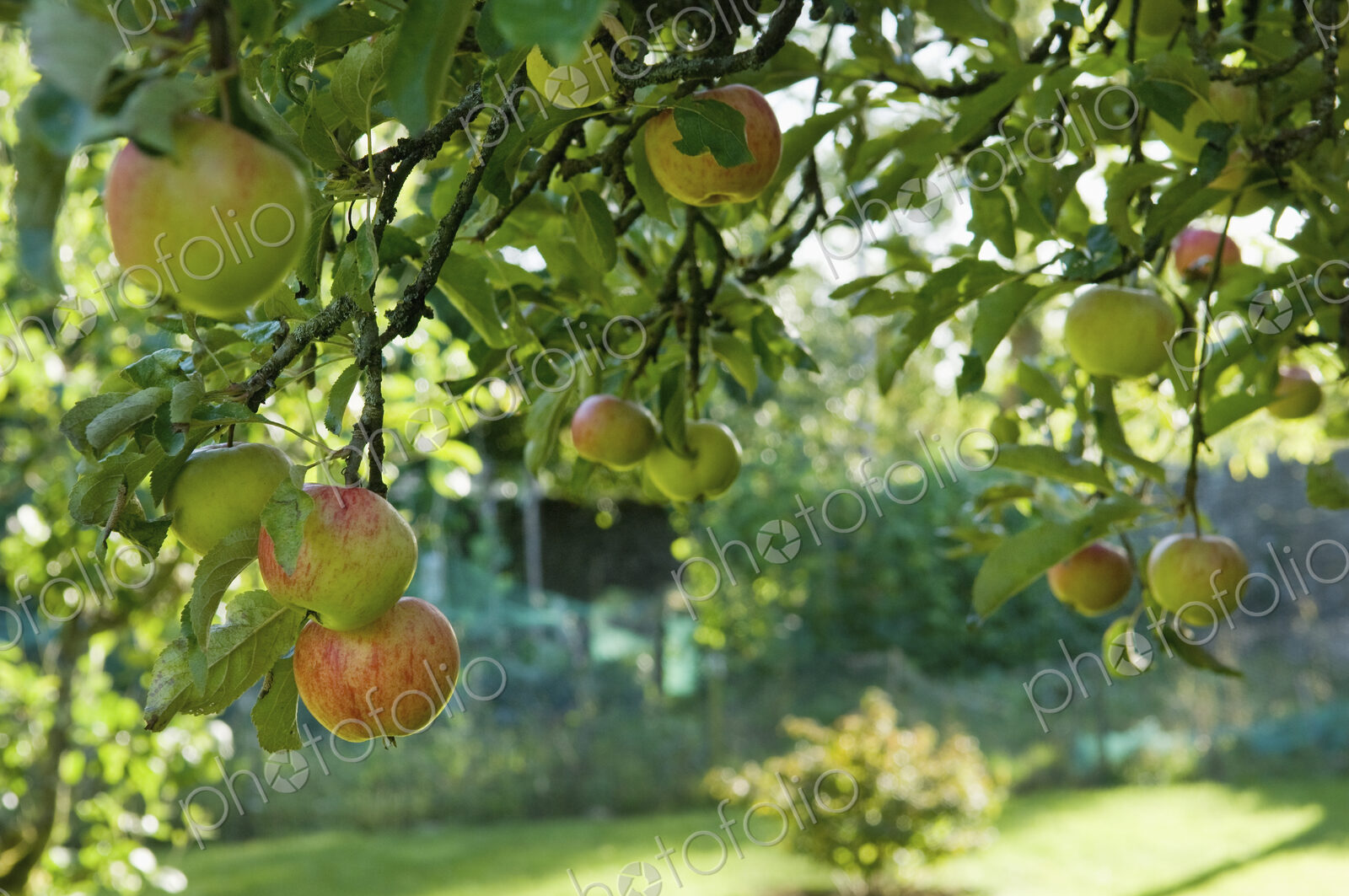 Fruit hanging from a bough on an apple tree.