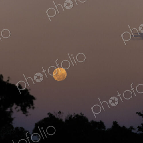 Full moon rising in twilight. Full moon rising in twilight.