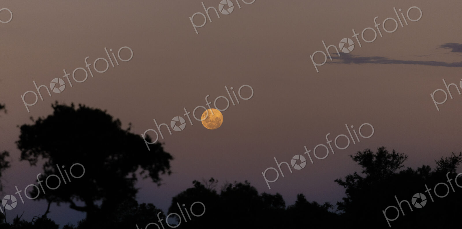 Full moon rising in twilight.