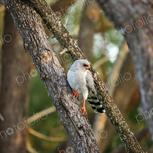Gabar Goshawk, Micronisus gabar, Adult. Grey hawk perched on a tree branch, looking…
