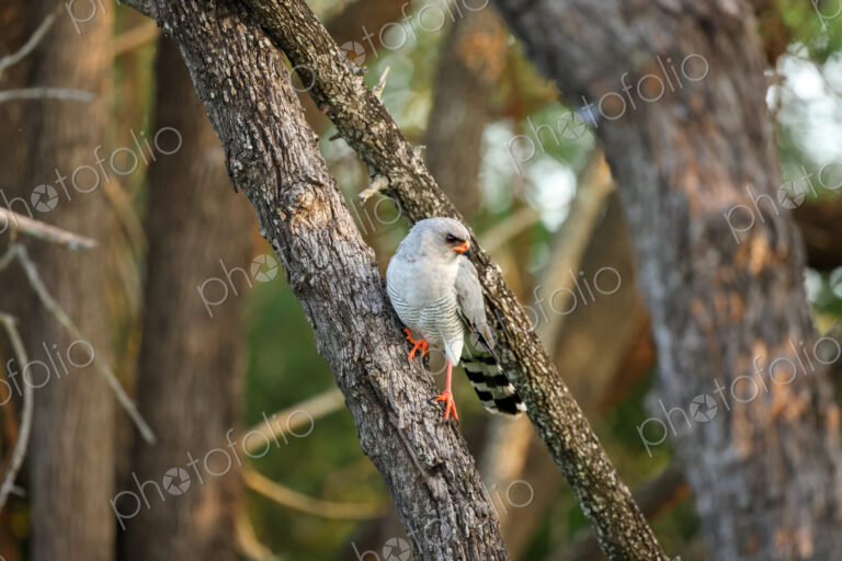 Gabar Goshawk, Micronisus gabar, Adult. Grey hawk perched on a tree branch, looking…