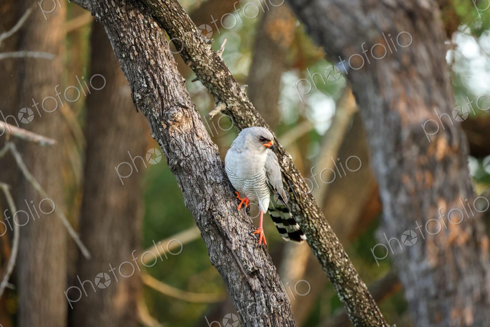 Gabar Goshawk, Micronisus gabar, Adult. Grey hawk perched on a tree branch, looking…