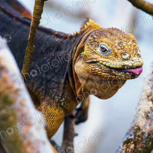Galapagos land iguana, an iguana with a bright orange skin and black body, in a tree. Galapagos land iguana, an iguana with a bright orange skin and black body, in a tree.