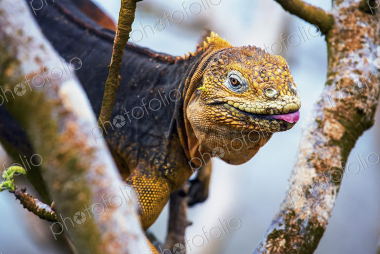 Galapagos land iguana, an iguana with a bright orange skin and black body, in a tree.