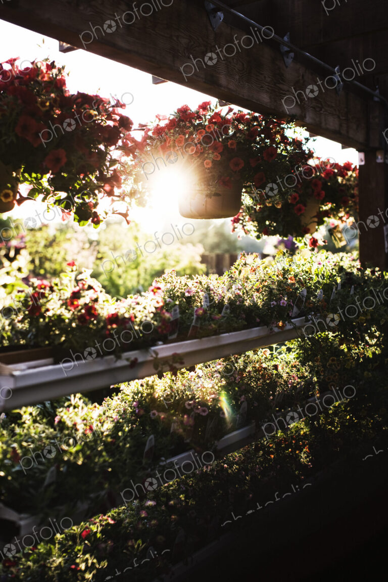 Garden center nursery displays of flowering plants in early morning light.