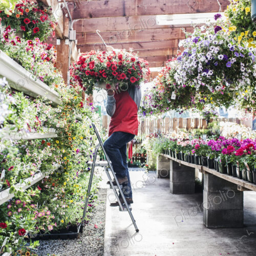 Garden center nursery employee with a hanging basket of plants.