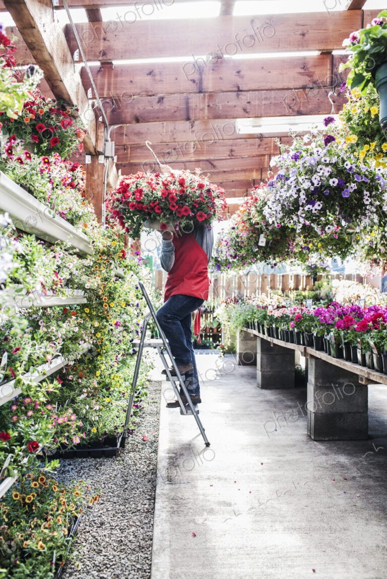 Garden center nursery employee with a hanging basket of plants.