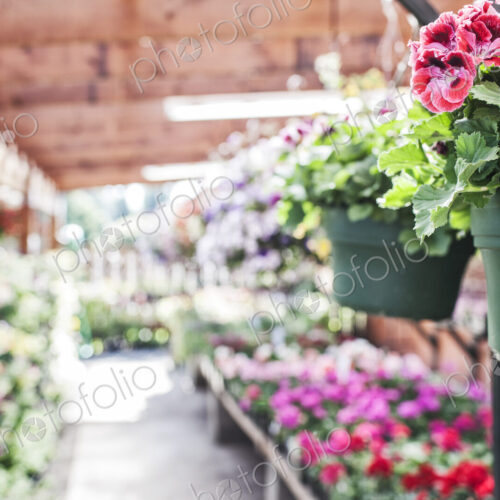 Garden center nursery plants displayed in early morning light. Garden center nursery plants displayed in early morning light.