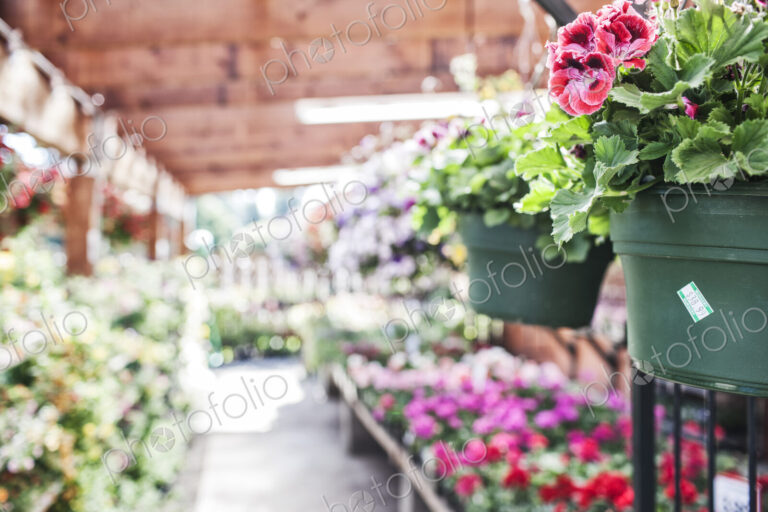 Garden center nursery plants displayed in early morning light.