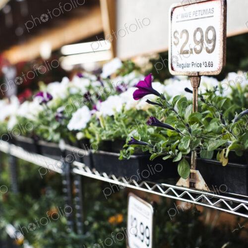 Garden center nursery plants with price labels displayed in early morning light. Garden center nursery plants with price labels displayed in early morning light.