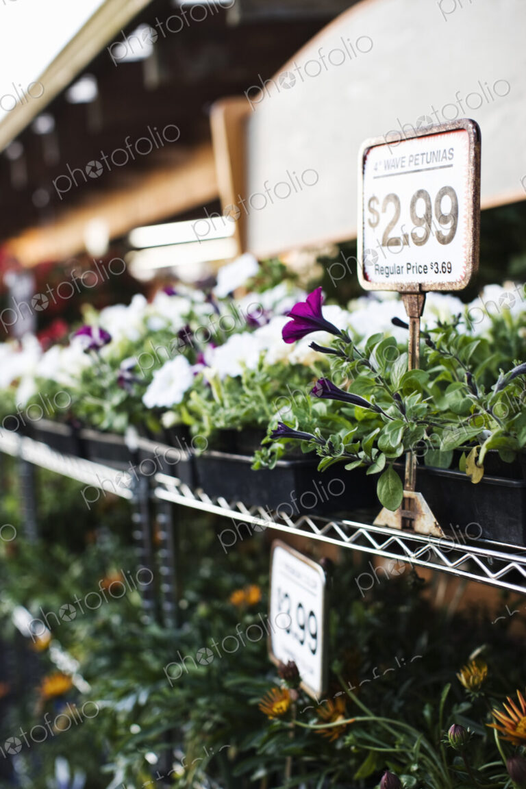 Garden center nursery plants with price labels displayed in early morning light.
