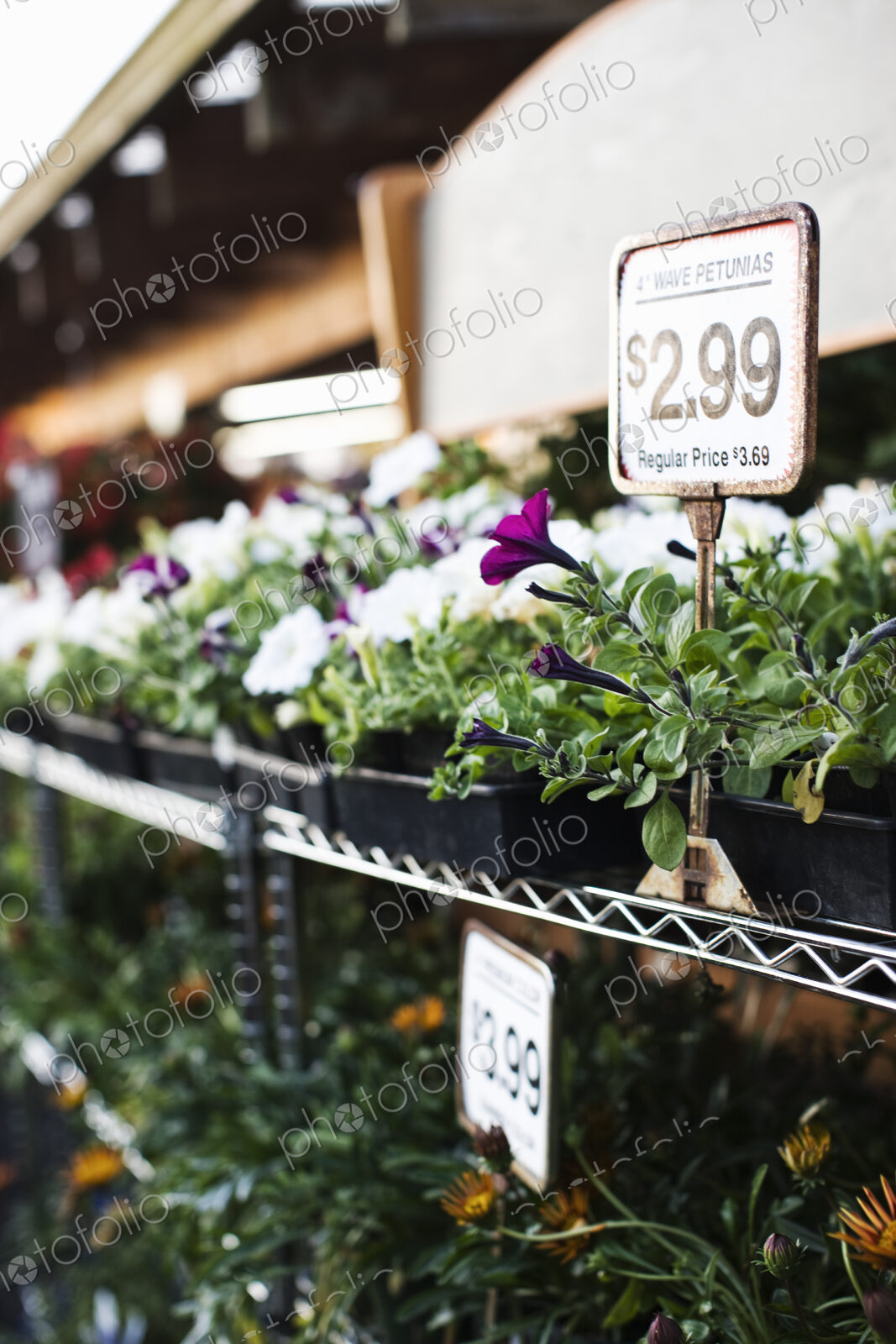 Garden center nursery plants with price labels displayed in early morning light.