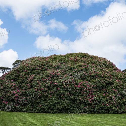 Garden with freshly mowed lawn and large round Rhododendron with pink blossoms under a… Garden with freshly mowed lawn and large round Rhododendron with pink blossoms under a…