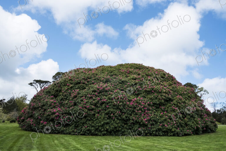 Garden with freshly mowed lawn and large round Rhododendron with pink blossoms under a…